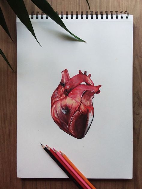 Painting Of A Heart Realistic, Human Heart Realistic, Hand Holding Heart Painting, Anatomical Heart Painting Acrylics, Human Heart Drawing Color, Real Heart Painting, Realistic Heart Painting, Creative Heart Drawing, Realistic Heart Drawing