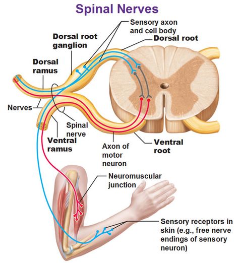 spinal nerves in detail showing dorsal root ganglion ramus rami ventral root Dorsal Root Ganglion, Nervous System Anatomy, Nerve Anatomy, Sistem Saraf, Peripheral Nervous System, Spinal Nerve, Brain Anatomy, Human Body Anatomy, Biology Lessons