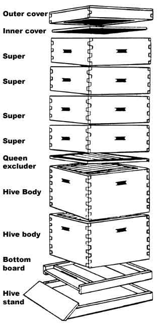 Langstroth Hive Plans | Hives should not be set directly on the ground. Some sort of hive ... Langstroth Hive Plans, Bee Farming, Bee Hives Boxes, Langstroth Hive, Bee Hive Plans, Backyard Bee, Beekeeping For Beginners, Raising Bees, Backyard Beekeeping