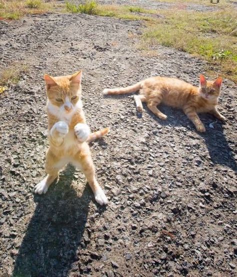 Mohammed Pawli Cat Boxing, Beautiful Cats Pictures, Two Cats, Funny Cat Memes, Funny Cat Pictures, Cute Kittens, Funny Animal Pictures, Maine Coon, Double Tap