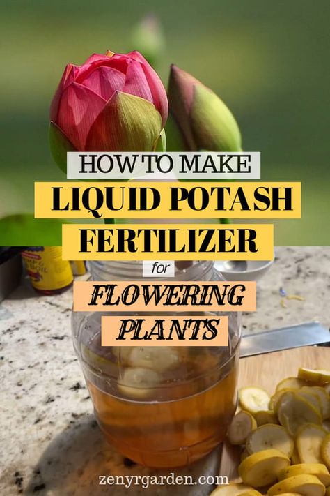 Liquid Potash Fertilizer for Flowering Plants: How to Make Potash Fertilizer, Pioneer Skills, Desert Rose Care, Smart Agriculture, Horticultural Therapy, Diy Fertilizer, Plant Fertilizer, Gardening Tips For Beginners, Container Vegetables