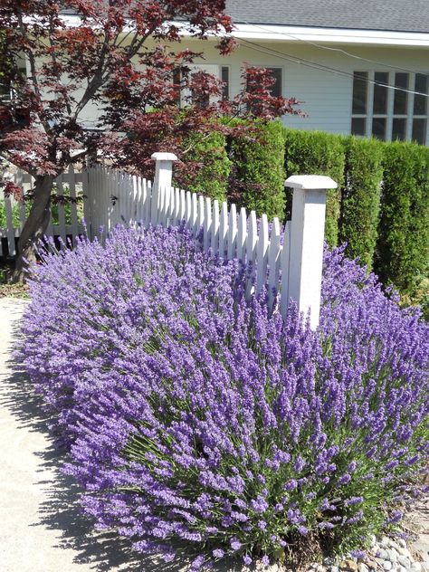 Lavender and picket fence combination, so good! Picket Fence Planting, Picket Fence Front Garden, Lavender Hedge Landscaping, Lavender Along Fence, Lavender Front Yard, Lavender Hedge Front Yards, Picket Fence Ideas Front Yard, Picket Fence Landscaping, Lavender Fence