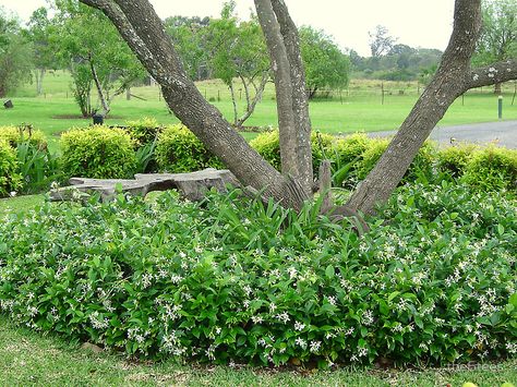 star jasmine ground cover | A pet safe alternative to the not pet safe Asian jasmine Star Jasmine Ground Cover, Jasmine Ground Cover, Ground Cover Ideas, Southern Landscaping, Asian Jasmine, Plants For Planters, Layered Landscape, Jasmine Plant, Ground Covers