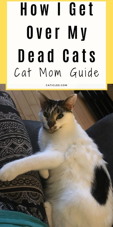 Saying goodbye to our cats is very difficult. I've had to say goodbye to many cats over the years. This is a complete guide on how I get over my dead cats. Get creative ideas to honor your cat and remember the good times. This tutorial includes different ways to process pet loss grief, why you shouldn't feel guilty, and how to get over it. Use this guide as inspiration to honor your cats. Learn how to DIY a pet portrait very easily! Get creative and show your cats some love with this guide ... Diy Cat Memorial Ideas, My Cat Died, Cat Memorial Ideas, Cat Mom Quotes, Cat Died, Cat Memorial Garden, Pet Loss Cat, I Feel Guilty, I Miss My Cat