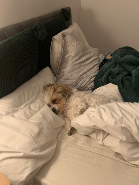 Dog Sleeping Aesthetic, Madalyn Aesthetic, Dog In Bed Aesthetic, Aesthetic Dog Bed, Dog On Bed, Andrea Core, Sleeping Aesthetic, Dog Sleeping In Bed, Pjo Dr