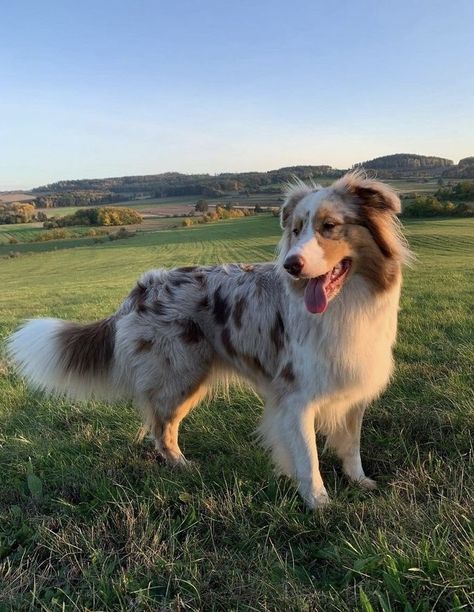 Australian Shepherd Farm Dog, Australian Shepherd Service Dog, Australian Shepherd Wallpaper, Ashley Animal, Australian Shepherd Aesthetic, Brown Australian Shepherd, Aussie Shepherd, Aussie Puppies, Really Cute Puppies