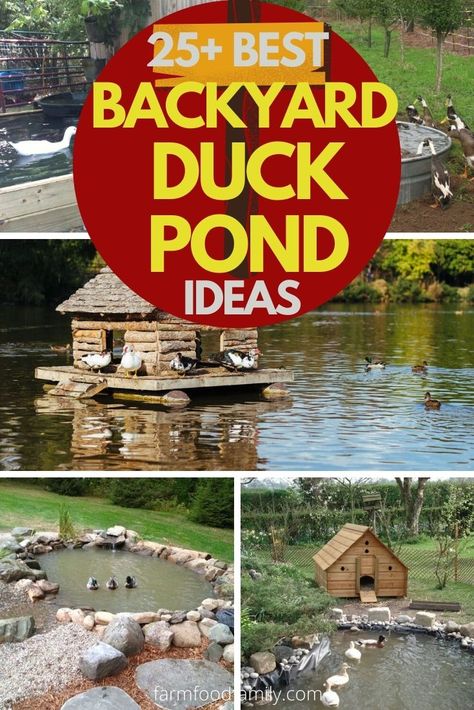 25+ Awesome DIY Backyard Duck Pond Ideas & Designs For 2022 Duck House By Pond, Duck House On Pond, Farm Pond Ideas, Duck Ponds Backyard Diy, Backyard Duck Pond, Diy Duck Pond, Duck Pond Ideas, Homestead 101, Quack Shack