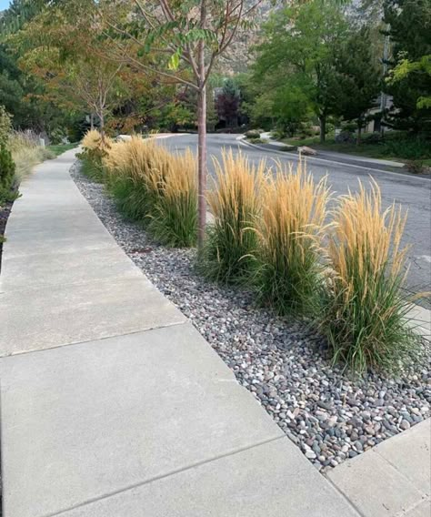 Xeriscape Yard, Front Pathway, Sidewalk Garden, Prairie Modern, Sidewalk Landscaping, Simple Front Yard Landscaping Ideas, Xeriscape Front Yard, Rock Landscape, Simple Front Yard Landscaping