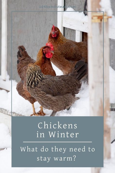 Chickens In Winter: What Do They Need to Stay Warm?