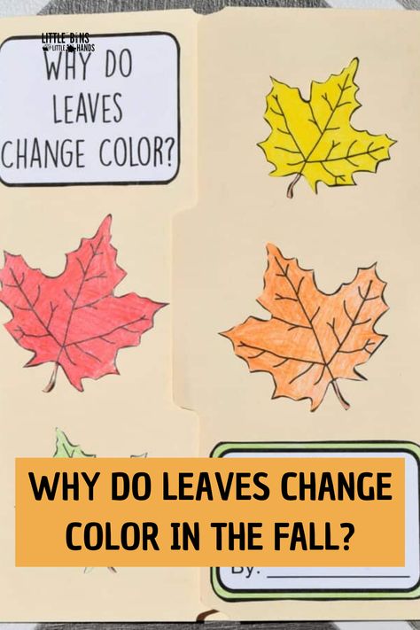 You know it is fall when the leaves start to change color, and you get those beautiful fall leaves. Ever wondered why that is? Find out what causes leaves to change color in the fall with this fun Why Do Leaves Change Color lapbook project. Our printable fall leaves project makes learning easy! Kindergarten Leaves Unit, Changing Leaves Activities, Leaves Changing Color Preschool, Why Do Leaves Change Color Preschool, Leaf Changing Color Experiment, Why Leaves Change Color Activity, Leaf Lesson Plans, Fall Leaves Pictures, Leaf Lessons