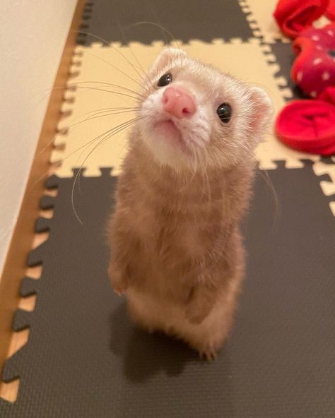 Ferret Pfp, European Polecat, Ferret Art, Baby Ferrets, Funny Ferrets, A Ferret, Animals Tattoo, Pet Ferret, Cute Ferrets