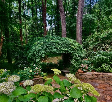 Propagating Hydrangeas, Gardening Photos, Hydrangea Arborescens Annabelle, Fine Gardening Magazine, Hydrangea Arborescens, Carol Ann, Greenville South Carolina, Hydrangea Macrophylla, Fine Gardening