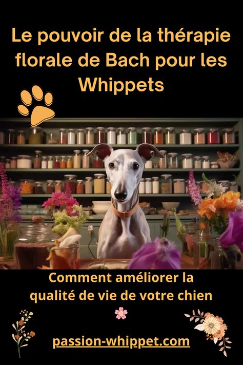 Le pouvoir de la thérapie florale de Bach pour les Whippets : Comment améliorer la qualité de vie de votre chien🌸 Whippet