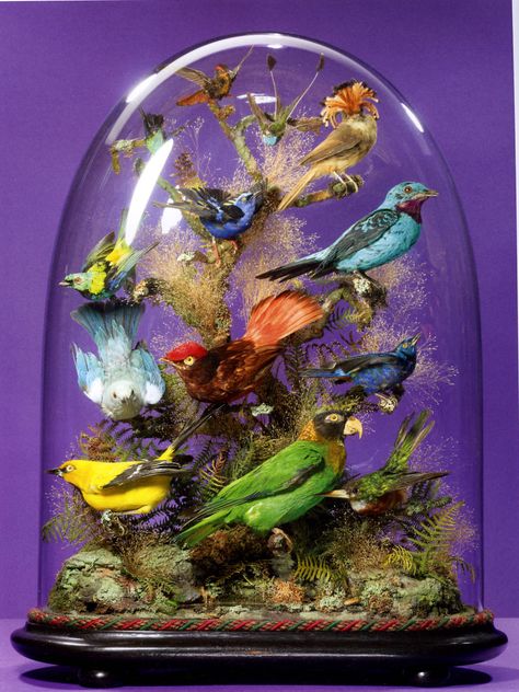 Beauties in Bell Jars: A Review of John Whitenight's "Under Glass: A Victorian Obsession" Cloche Ideas, Glass Cloches, Cloche Decor, Cloche Domes, Bell Jars, Under The Dome, Taxidermy Art, Deco Nature, Glass Cloche