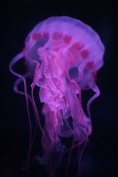 Jellyfish / People's Republic of China Beijing Zoo Biology Inspiration, Pink Jellyfish Wallpaper, Medusa Animal, Rainbow Jellyfish, Jellyfish Pictures, Underwater Beauty, Sea Stuff, Sea Jellies, Pink Jellyfish