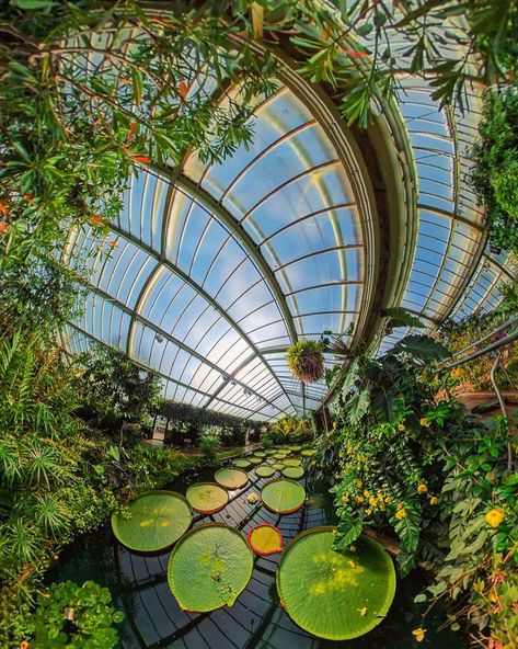 Kew Garden Princess of Wales Conservatory📍 We bet you'll love to wander at Kew Garden! Be fascinated by its different varieties of plants and learn about their history. With this lovely garden, you'll be able to travel like a boss with The VIP Pass. 📸: @kuhan4 #TravellLikeaBoss #GetVIPPsss #visitkew #richmond #botanicalgardens #kewgardenslondon Garden Princess, Garden Pub, Kew Gardens London, Place Making, Vip Pass, Wales Uk, Kew Gardens, Like A Boss, Princess Of Wales