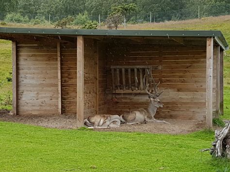 Mr and Mrs Deer in shelter Shelter For Deer, Deer Shelter, Deer Farming, Pet Deer, Dream Ranch, Deer Feeders, Deer Farm, Indoor Greenhouse, Mountain Cottage