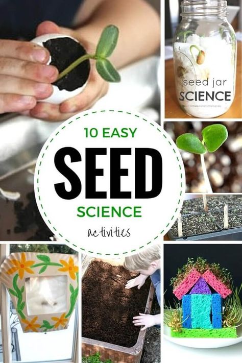 Seed experiments and seed science activities for spring STEM and growing plants activities for kids Plants Activities, Seed Activities, Spring Science Activities, Seed Science, Spring Stem, Spring Science, Planting For Kids, Plant Activities, Kid Experiments