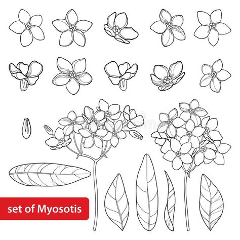 Myosotis Flower, Forget Me Not Tattoo, Forget Me Nots Flowers, Flower Line Drawings, Flower Outline, Sunflower Tattoos, Bird Coloring Pages, Flower Sketches, Floral Drawing