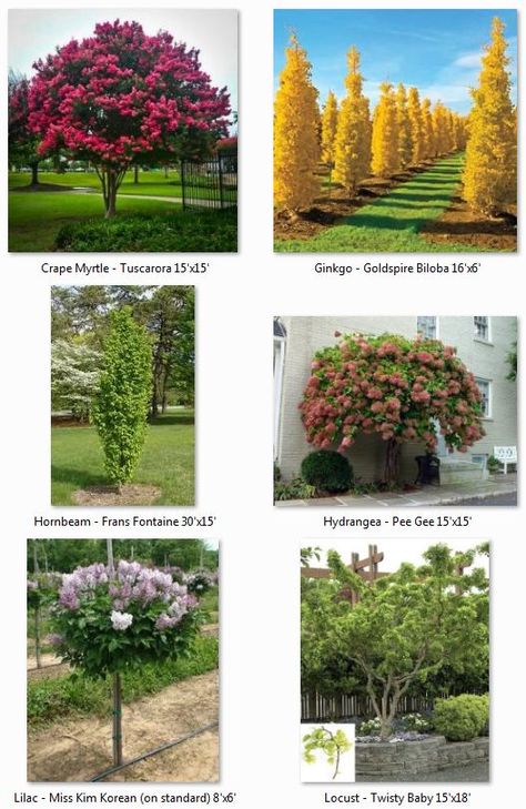 Columnar Trees, Patio Trees, Backyard Trees, Crape Myrtle, Garden Design Plans, Patio Landscaping, Mulch, Outdoor Plants, Flower Beds