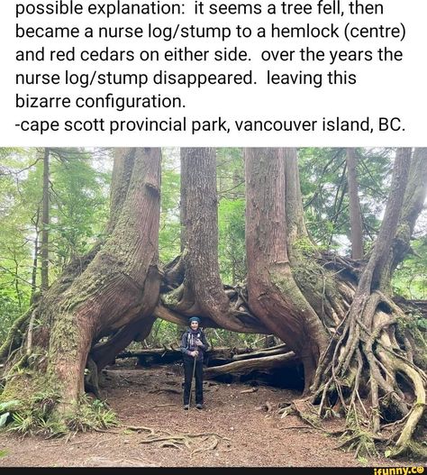 LOL!!! :) Travel Inspiration Destinations, The Nurse, Fun Places To Go, Unique Trees, Incredible Places, Vancouver Island, Beautiful Places To Travel, Cool Stuff, Oh The Places Youll Go