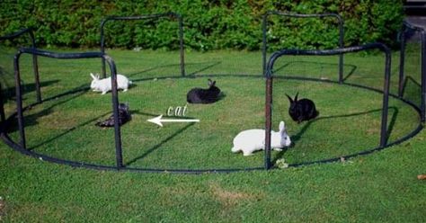 bunny ideas for bored bunnies | Rabbit pen, Trampoline ideas and Old trampoline on Pinterest Old Trampoline Ideas, Recycled Trampoline, Trampoline Ideas, Old Trampoline, Rabbit Pen, Rabbit Enclosure, Bunny Hutch, Chicken Pen, Adorable Bunnies