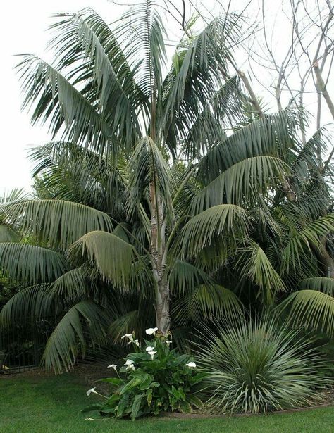 Kentia Palms (Howea Forsteriana). Howea Forsteriana, Palm Tree Flowers, Plants Under Trees, Kentia Palm, Outdoor Mirror, Zone 9, Wild Plants, Tropical Landscaping, Exotic Plants