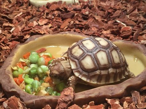 Aesthetic Animal Painting, Sulcata Tortoise Diet, Outdoor Tortoise Enclosure, Turtle Pets, Turtle Tank Setup, Turtle Enclosure, Tortoise Food, Tortoise House, Tortoise Enclosure