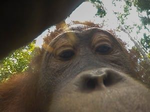 A baby orangutan picks up the camera and takes some pictures Ian Wood, Baby Orangutan, Wildlife Photographer, Great Ape, Monkeys Funny, Hidden Camera, Hippopotamus, In The Wild, Some Pictures