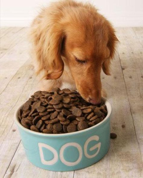 wet or dry? Dog Eating Food, High Protein Dog Food, Clever Marketing, Pet Remedies, Hypoallergenic Dog Food, Natural Pet Care, Marketing Slogans, Natural Pet Food, Dog Foods