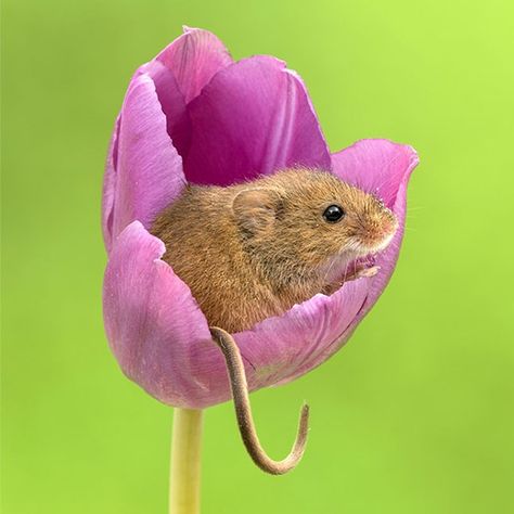 Super Cute Photos Capture the Pure Joy of Tiny Harvest Mice Playing in Tulips Harvest Mice, Harvest Mouse, Mouse Photos, Baby Animals Funny, Cute Mouse, Cute Animal Pictures, Hamsters, Sweet Animals, Animals Images