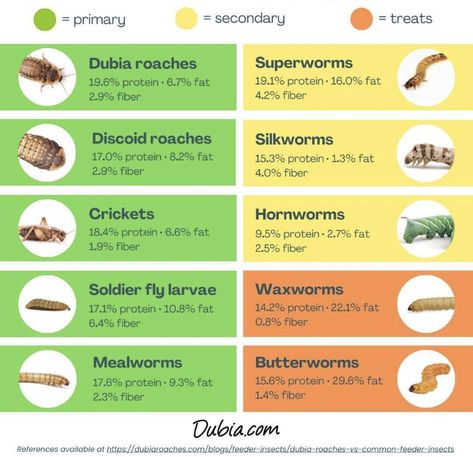 Bearded Dragon Feeding Chart, Bearded Dragon Diet Chart, Leopard Gecko Tips, Diy Bearded Dragon Cage, Bearded Dragon Feeding, Beard Dragon, Bearded Dragon Care Sheet, Bearded Dragon Toys, Diy Bearded Dragon Enclosure