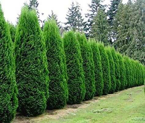 15 American Arborvitae, Thuja occidentalis, Tree Seeds by Seeds and Things Evergreen Trees For Privacy, Emerald Green Arborvitae, Arborvitae Tree, Privacy Trees, Landscaping Trees, Privacy Plants, Privacy Landscaping, Outdoor Privacy, Garden Shrubs