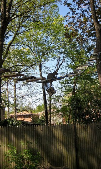 Squirrel bridge with suet feeder. Success. by Takoma Park Cooperative Nursery School, via Flickr Squirrel Playground Ideas, Squirrel Playground, Toad Abode, Squirrel Feeder Diy, Squirrel House, Backyard Goals, Diy Animals, Squirrel Feeders, Suet Feeder