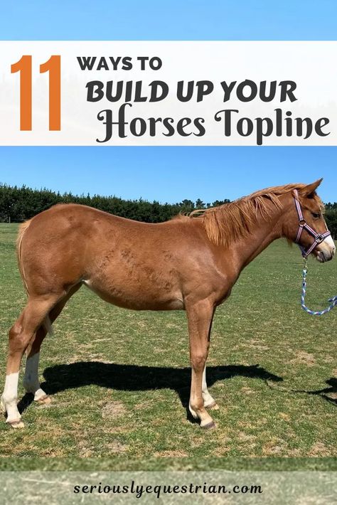 Horse Topline Exercise, Senior Horse Care, Horse Nutrition, Horse Training Exercises, Horse Farm Ideas, Horse Adventure, Horseback Riding Tips, Horse Lessons, Healthy Horses