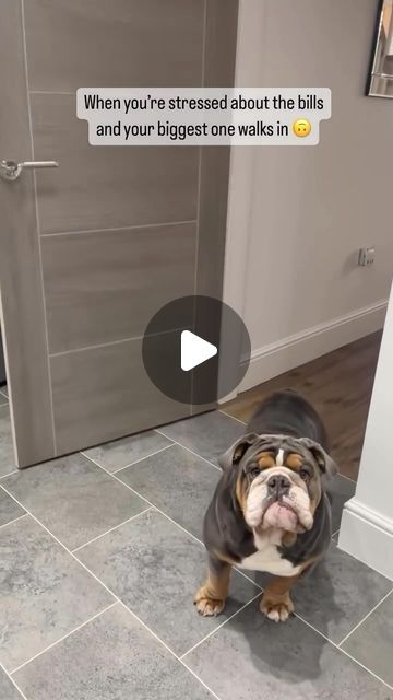 English Bulldog on Instagram: "🐾 True 🙃💸🐾 Hank.  @hankthetankbulldog1  . TAG a friend who love English Bulldogs🐕 . Follow👉@englishbulldog.space Credit👉 @hankthetankbulldog1  . . . . #englishbulldog #englishbulldogpuppy #englishbulldogsofig #englishbulldogs #englishbulldoglover #englishbulldoglovers #englishbulldoglife #englishbulldogsofinstagram #englishbulldogpuppies #englishbulldogofinstagram #englishbulldogcommunity #englishbulldogmomments #englishbulldoglove #englishbulldogofig #englishbulldog_feature #englishbulldogsworldwide #englishbulldogs_worldwide #bulldoglove #bulldoglife #bulldogdays #bulldogsofig #bulldogofig #bulldogfamily #bulldogs #bulldogofinsta #bulldoglover #buldog_feature #bulldogoftheday #bulldogslife #bulldogpuppy" Miniature English Bulldog, English Bulldog Funny, Bulldog Funny, English Bulldog Puppies, English Bulldog Puppy, Bulldog Lover, English Bulldogs, English Bull, Bulldog Puppies