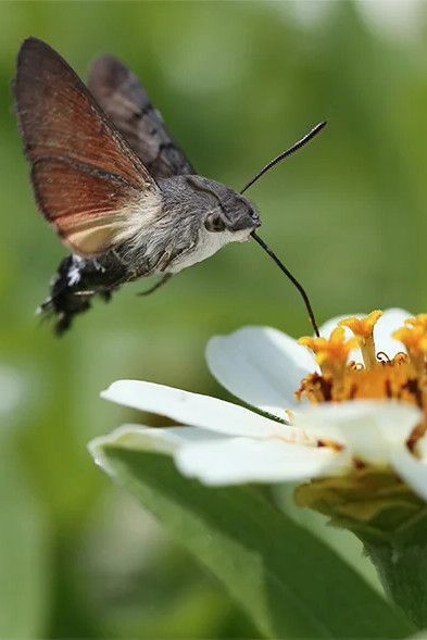 The hummingbird hawk moth’s long proboscis efficiently sucks up nectar, the perfect high-energy fuel for all-out flying. Hummingbird Hawk Moth, Hummingbird Moth, Hawk Moth, Moth Tattoo, Creepy Crawlies, Legolas, Bugs And Insects, A Plane, Beautiful Creatures