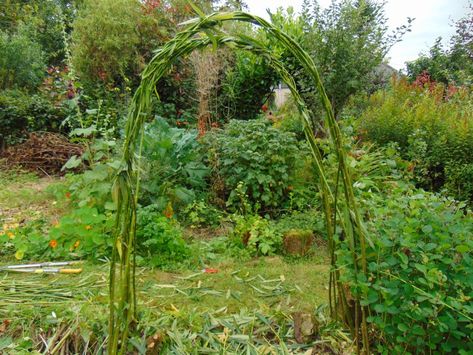 Garden Arch Ideas, Willow Arch, Garden Archway, Willow Garden, Arch Trellis, Arch Ideas, Permaculture Gardening, Garden Arbor, Garden Arches