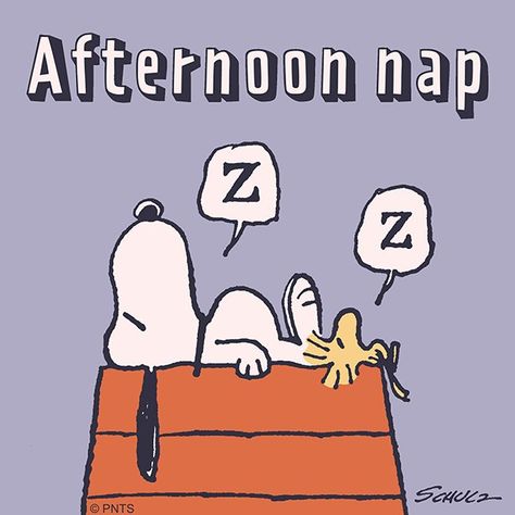 Nap time Good Afternoon Snoopy, Peanuts Charlie Brown Snoopy, Snoopy Comics, Afternoon Quotes, Snoopy Funny, Snoopy Images, Peanuts Cartoon, Snoopy Quotes, Snoopy Pictures