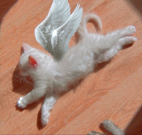 White ragdoll angel kitten Fairy Cats, Angel Kitten, White Kittens, Kittens, Kitty, Angel, Animals, White, Quick Saves