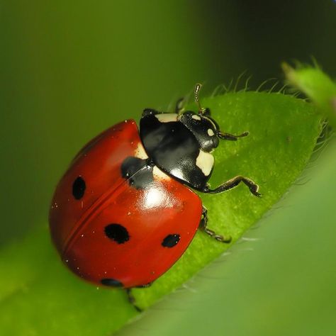 Ladybug Coccinellidae Sent Me A Text Message Red Insects, Debit Card Design, Garden Spade, Cat Scan, Preschool Activities Toddler, Cool Bugs, Oil Pastel Drawings, Sometimes I Wonder, Airbrush Art