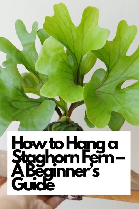 Staghorn Fern, hanging plants, plant care, indoor gardening, beginner's guide. Learn the best techniques to securely mount your fern and watch it thrive in its new elevated home. Elevate your indoor gardening skills and add a touch of nature to your living space.  IG Photo by: takako_in_pajamas Staghorn Fern On Driftwood, Staghorn Fern Mounting Ideas, Propagating Staghorn Fern, Mounting Staghorn Fern Diy, How To Hang A Staghorn Fern, Hanging Staghorn Fern, Stag Horn Fern, Staghorn Fern Hanging Baskets, Stag Horn Fern Mount Ideas