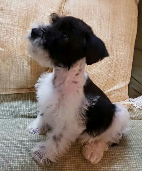 Black and white parti schnauzer Parti Schnauzer, Schnoodle Dog, White Schnauzer, Black Schnauzer, Mini Schnauzer Puppies, Unique Dog Breeds, Schnauzer Puppies, Dog Quotes Love, Miniature Schnauzer Puppies