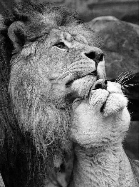 Lion Couple, Black And White Lion, Lion Family, Lion Photography, Lion And Lioness, Lion Love, Lion Wallpaper, Lion Painting, Lion Images