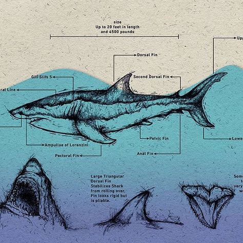 Types Of Sharks Poster, Shark Anatomy Poster, Great White Shark Anatomy, Shark Poster Aesthetic, Shark Diagram, Anatomy Infographic, Great White Shark Drawing, Shark Anatomy, Electronic Tattoo