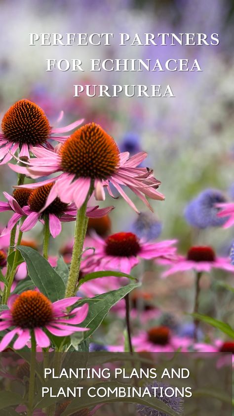 Elevate Your Garden with Echinacea Purpurea's Perfect Partners. Discover stunning plant combinations that enhance the beauty of Purple Coneflower in your garden. 🌼🦋 #GardenDesign #FlowerCombinations #Echinacea" Echinacea And Lavender Garden, Echinacea Plant Garden Ideas, Echinacea Garden Flower Beds, Echinacea Companion Plants, Purple Coneflower Garden, Coneflower Landscaping, Echinacea Garden, Gaia's Garden, Flower Pots Diy