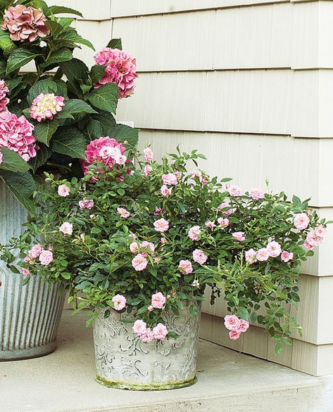 Tips for Growing Roses in Containers. Grow a pretty potted rose! Rose Bush Planter Ideas, Patio Roses In Pots, Rose Bushes In Containers, Climbing Rose In Pot, Climbing Roses In Containers, Potted Climbing Roses, Potted Rose Bush, Miniature Roses In Pots, Mini Roses Outdoors