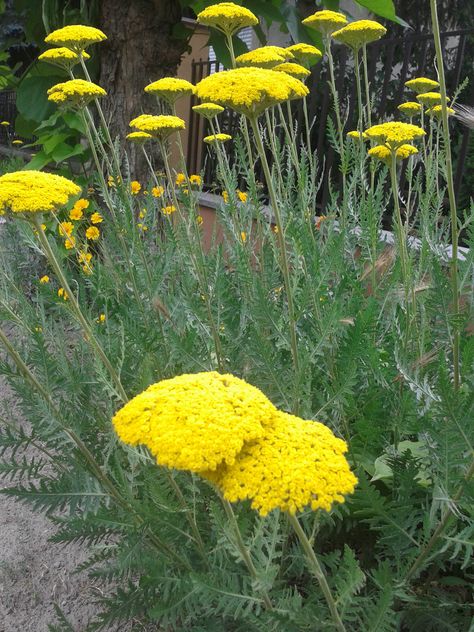 Achillea Cloth Of Gold, Uk Plants, Aerial Plants, Achillea Moonshine, Achillea Filipendulina, Achillea Coronation Gold, Filipendula Ulmaria, Plants Uk, Garden Magic