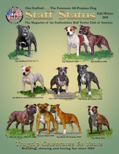 Staffy Bull Terrier, Staff Bull Terrier, American Staffordshire Bull Terrier, Pitbull Tattoo, Bully Breeds Dogs, Club Magazine, Pitbull Art, Dairy Cattle, American Pitbull