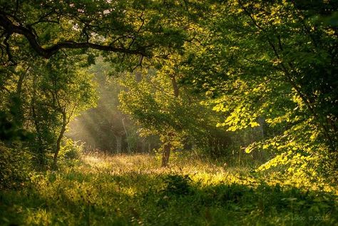 숲 사진, Nature Aesthetic, In The Forest, Pretty Places, Green Aesthetic, الرسومات اللطيفة, Summer Aesthetic, Mother Earth, The Forest